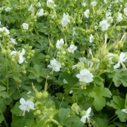 Balkan-Geranium White Ness - Grün das ganze Jahr