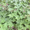 Balkan-Storchschnabel - Grüner Teppich ohne Mühe