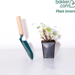Balkan-Storchschnabel - Grüner Teppich ohne Mühe