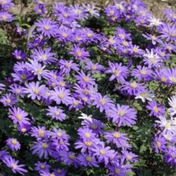 Balkan-Windröschen 'Blue Shades' (x30) - Blauer Frühlingsteppich