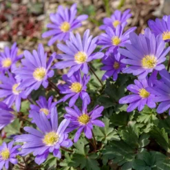 Balkan-Windröschen 'Blue Shades' (x30) - Blauer Frühlingsteppich