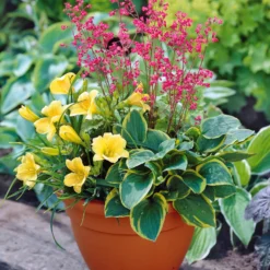 Balkon-Blumen-Set - Balkon voller Farbe im Nu