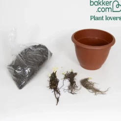 Balkon-Blumen-Set - Balkon voller Farbe im Nu