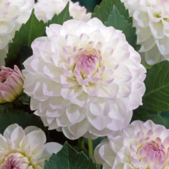 Ball-Dahlie 'Evelyne' - Perfekte Kugeln, volle Blüte