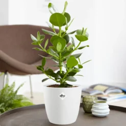 Balsamapfel in weißem Blumentopf - Stilvoller Komfort für Ihr Zuhause