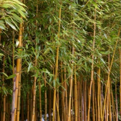 Bambus ‘Aureosulcata Spectabilis’ - Sichtschutz mit goldenem Halm