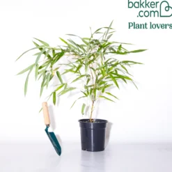 Bambus ‘Aureosulcata Spectabilis’ - Sichtschutz mit goldenem Halm