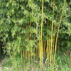 Bambus ‘Aureosulcata Spectabilis’ - Sichtschutz mit goldenem Halm