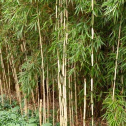 Bambus Fargesia 'Pingwu' - Sichtschutz in einer Saison
