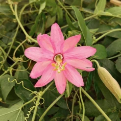 Bananen-Passionsblume - Exotik-Ernte am Balkon