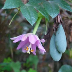 Bananen-Passionsblume - Exotik-Ernte am Balkon