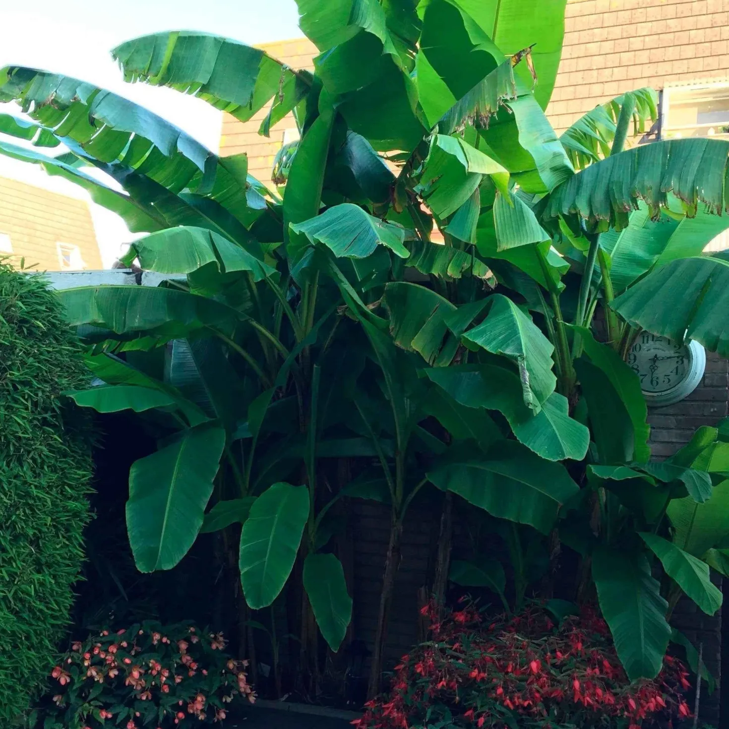 Bananenpflanze Musa basjoo - Dschungel-Feeling im Garten