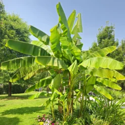 Bananenpflanze Musa basjoo - Dschungel-Feeling im Garten