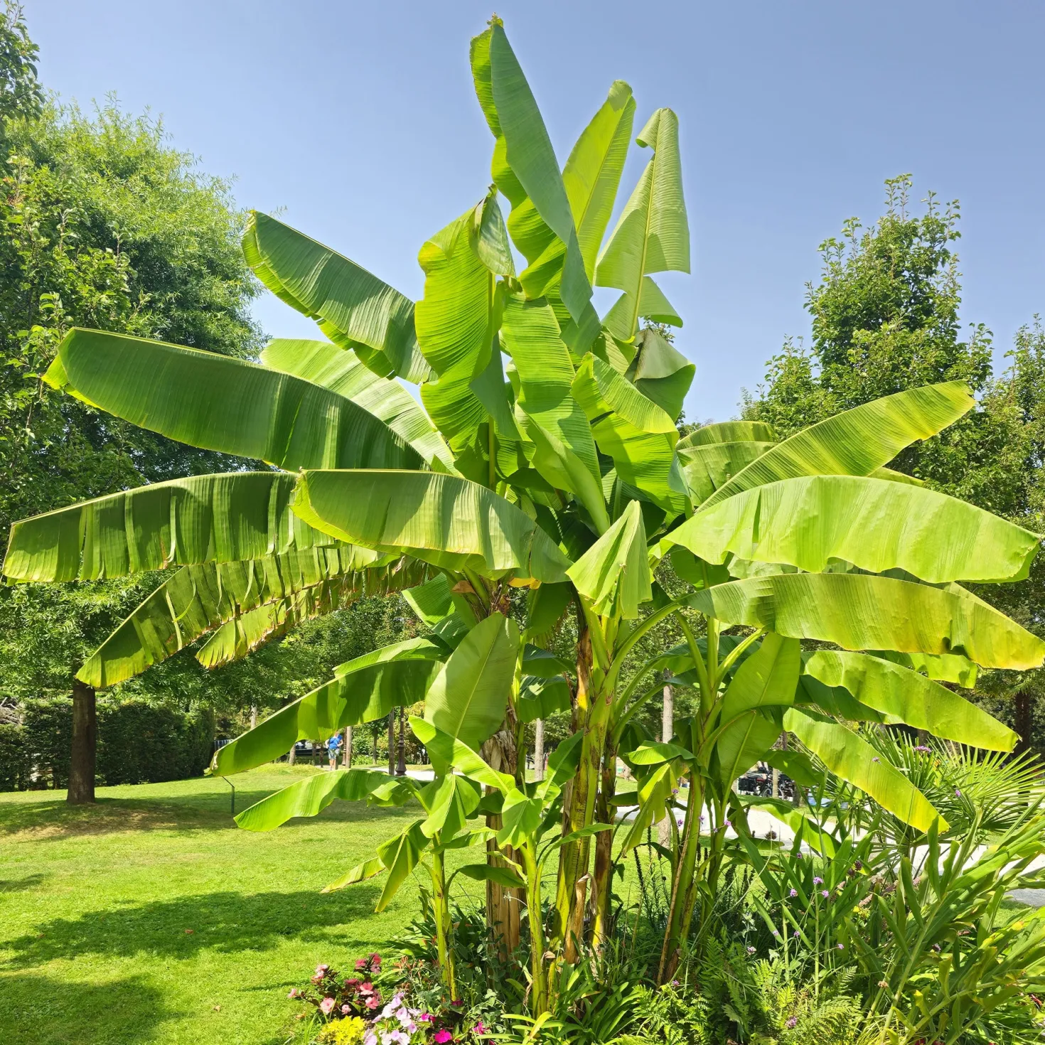 Bananenpflanze Musa basjoo - Dschungel-Feeling im Garten