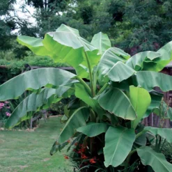 Bananenpflanze Musa basjoo - Dschungel-Feeling im Garten