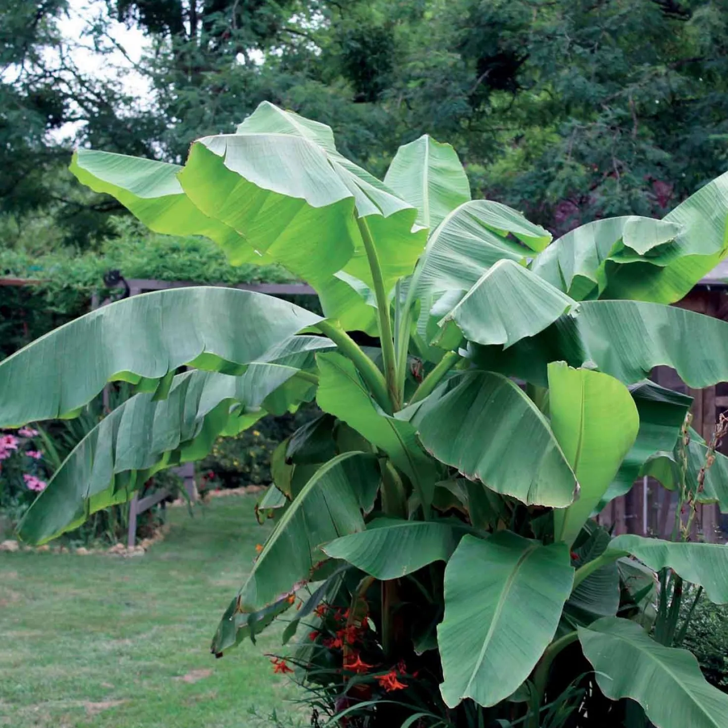 Bananenpflanze Musa basjoo - Dschungel-Feeling im Garten