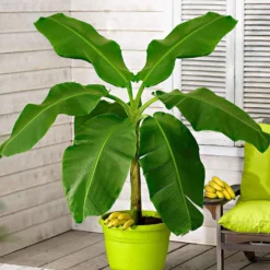 Bananenpflanze Musa basjoo - Dschungel-Feeling im Garten