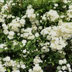 Banks-Rose ‘Alba Plena’ - Weiße Blütenwolke im Frühling