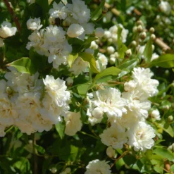 Banks-Rose ‘Alba Plena’ - Weiße Blütenwolke im Frühling