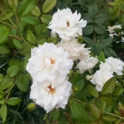 Banks-Rose ‘Alba Plena’ - Weiße Blütenwolke im Frühling