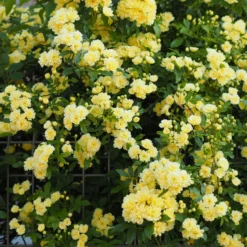 Banks-Rose gelb - Goldene Blütenwolke im Nu