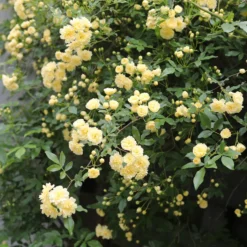 Banks-Rose gelb - Goldene Blütenwolke im Nu