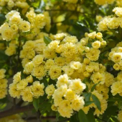 Banks-Rose gelb - Goldene Blütenwolke im Nu
