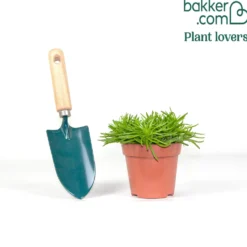 Barberton-Greiskraut - Kompaktes Grün mit Blüh-Extra