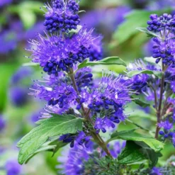 Bartblume Blauer Spatz - Blaue Blüten im Spätsommer