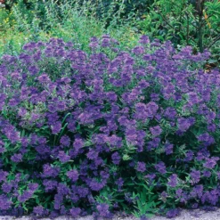 Bartblume Blauer Spatz - Blaue Blüten im Spätsommer