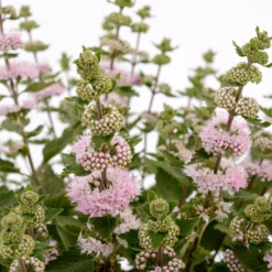 Bartblume ‘Camara’® Pink - Rosa Blütenzauber im Spätsommer