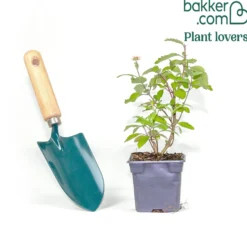Bartblume ‘Camara’® Pink - Rosa Blütenzauber im Spätsommer