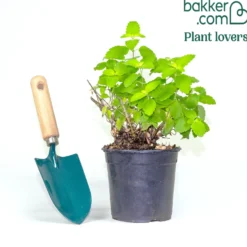 Bartblume ‘Good as Gold’ - Goldlaub trifft blaue Blüte
