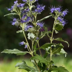 Bartblume ‘Good as Gold’ - Goldlaub trifft blaue Blüte