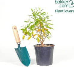 Bartblume ‘Grand Bleu®’ - Blaue Blütenwolke im Spätsommer