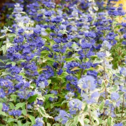 Bartblume ‘Grand Bleu®’ - Blaue Blütenwolke im Spätsommer
