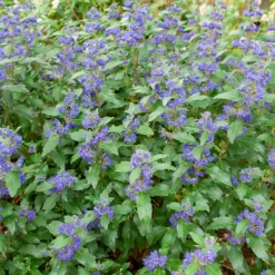 Bartblume ‘Grand Bleu®’ - Blaue Blütenwolke im Spätsommer