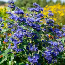 Bartblume ‘Grand Bleu®’ - Blaue Blütenwolke im Spätsommer