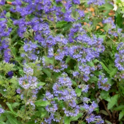 Bartblume ‘Grand Bleu®’ - Blaue Blütenwolke im Spätsommer
