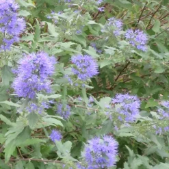 Bartblume 'Heavenly Blue' - Blau blüht der Spätsommer