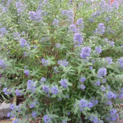 Bartblume 'Heavenly Blue' - Blau blüht der Spätsommer