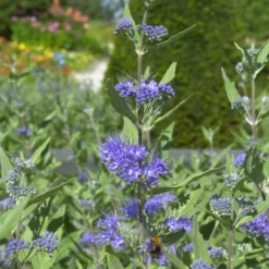 Bartblume 'Heavenly Blue' - Blau blüht der Spätsommer