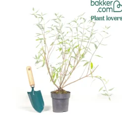 Bartblume 'Heavenly Blue' - Blau blüht der Spätsommer
