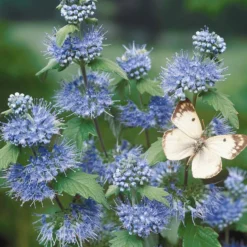 Bartblume 'Heavenly Blue' - Blau blüht der Spätsommer