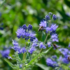 Bartblume 'Heavenly Blue' - Blau blüht der Spätsommer