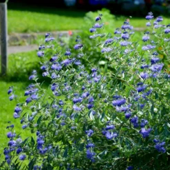 Bartblume 'Heavenly Blue' - Blau blüht der Spätsommer