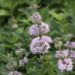 Bartblume ‘Stephi’® Rosa - Blütenzauber im Spätsommer