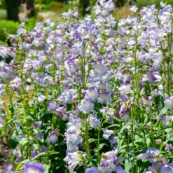Bartfaden 'Alice Hindley' - Zarte Glocken, langer Flor