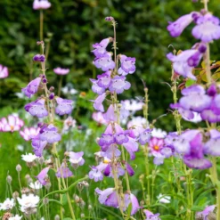 Bartfaden 'Alice Hindley' - Zarte Glocken, langer Flor