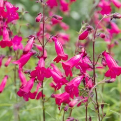Bartfaden 'Andenken an Friedrich Hahn' - Fuchsia-Blüten bis Juli